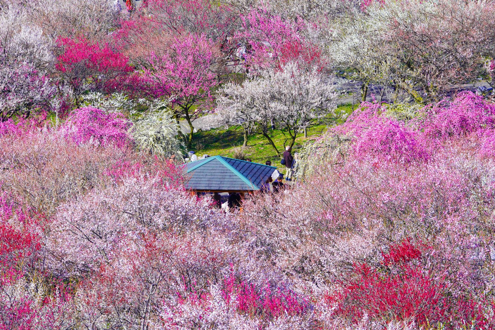 いなべ市農業公園（梅林公園）の写真「梅林に囲まれて」