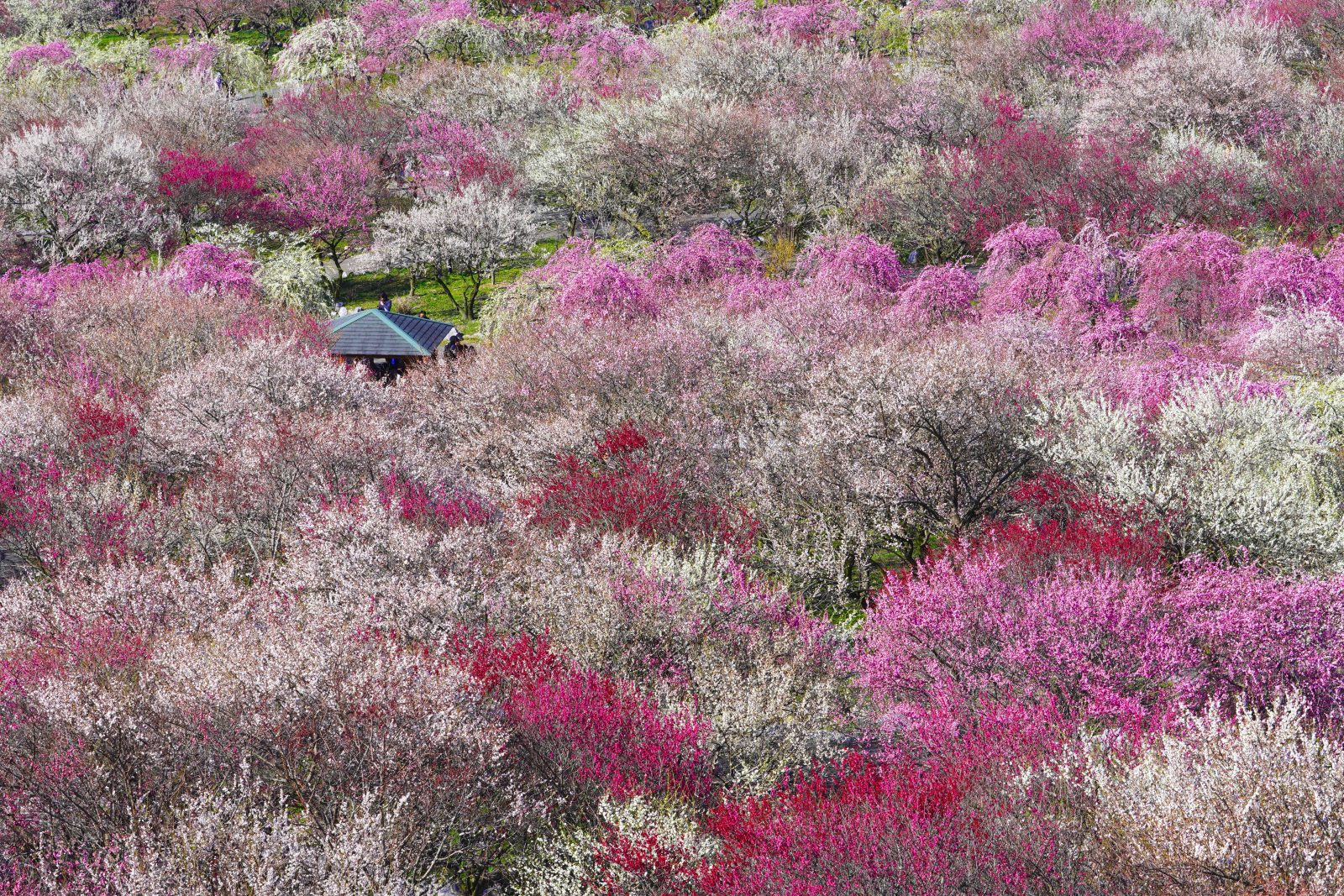 いなべ市農業公園（梅林公園）の写真「見晴台からの眺め」