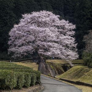 白い淡墨桜