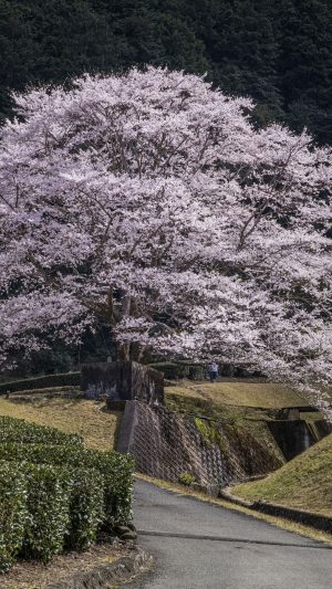 白い淡墨桜