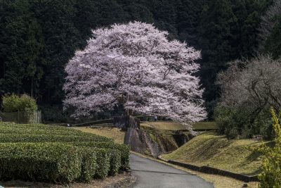 竹原の淡墨桜（薄墨桜）の写真「白い淡墨桜」