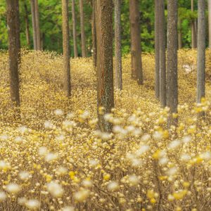 妖精の森