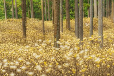 ミツマタ群生地の写真「妖精の森」