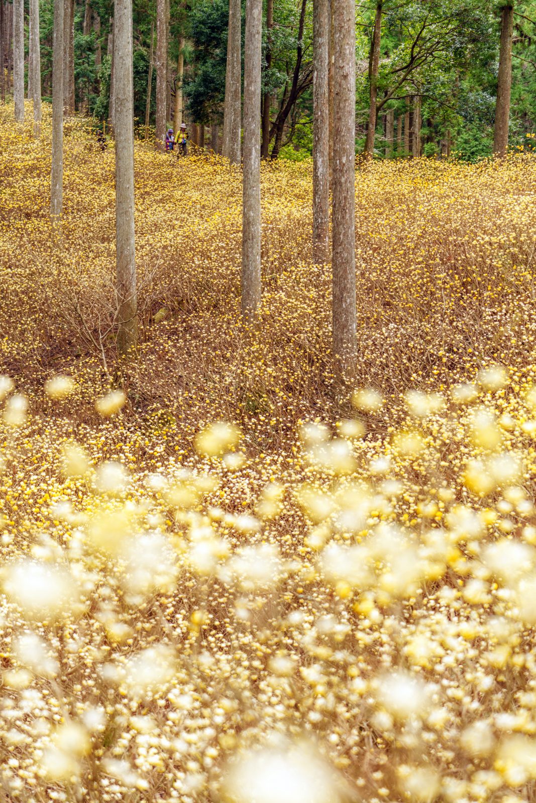 ミツマタ群生地の写真「まるで妖精が潜む森」