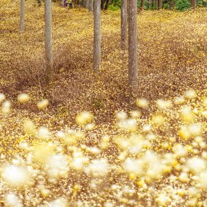 まるで妖精が潜む森