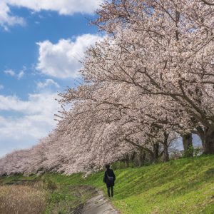 青空と桜並木