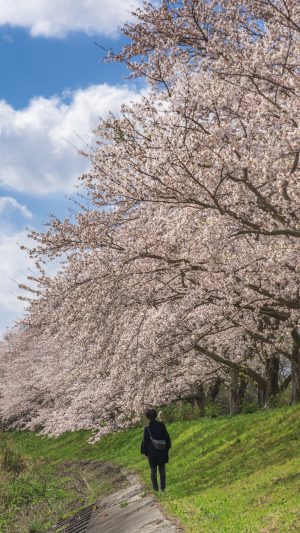 青空と桜並木