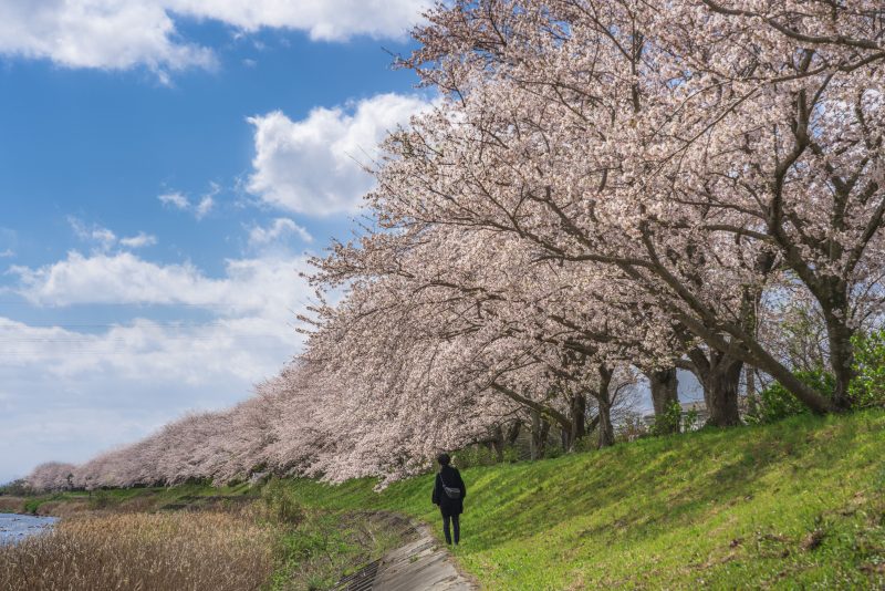 北神山花街道の写真「青空と桜並木」