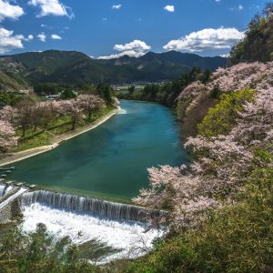 櫛田川沿いの桜並木