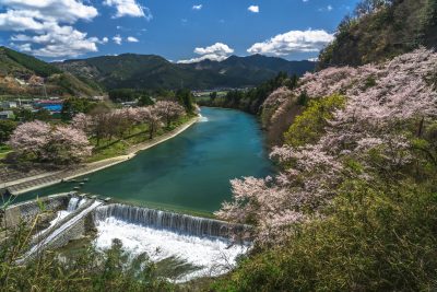 道の駅 茶倉駅の写真「櫛田川沿いの桜並木」