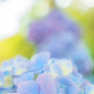 宮リバー度会パークの写真「パステルカラーのおしゃれな紫陽花」