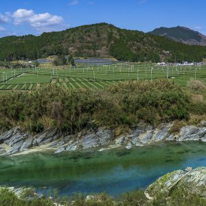 香肌峡と茶畑