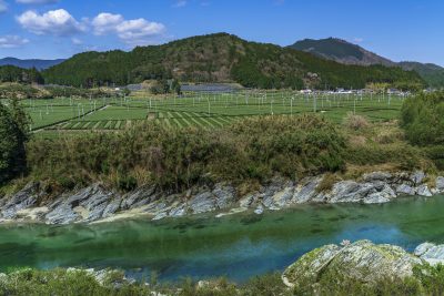 粥見の茶畑の写真「香肌峡と茶畑」