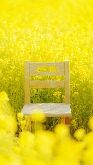 無料スマホ壁紙 菜の花畑の特等席。AndroidとiPhoneに対応した4K高画質の無料待ち受け画像。三重県玉城町のアスピア玉城で撮影したフリー写真素材