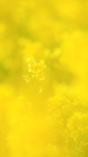 運気が上がる待ち受け 黄金に輝く開運の菜の花。AndroidとiPhoneに対応した4K高画質の無料スマホ壁紙。三重県玉城町のアスピア玉城で撮影したフリー写真素材