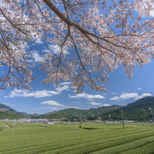 桜と茶畑