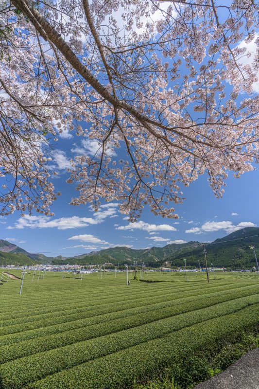 粥見の茶畑の写真「桜と茶畑」