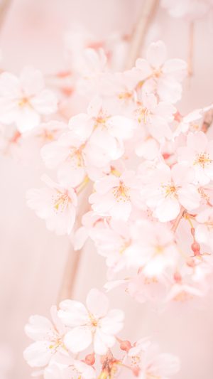 無料スマホ壁紙 樹齢130年の可愛いピンクの桜。AndroidとiPhoneに対応した4K高画質の無料待ち受け画像。三重県大紀町の柏崎支所のしだれ桜で撮影したフリー写真素材