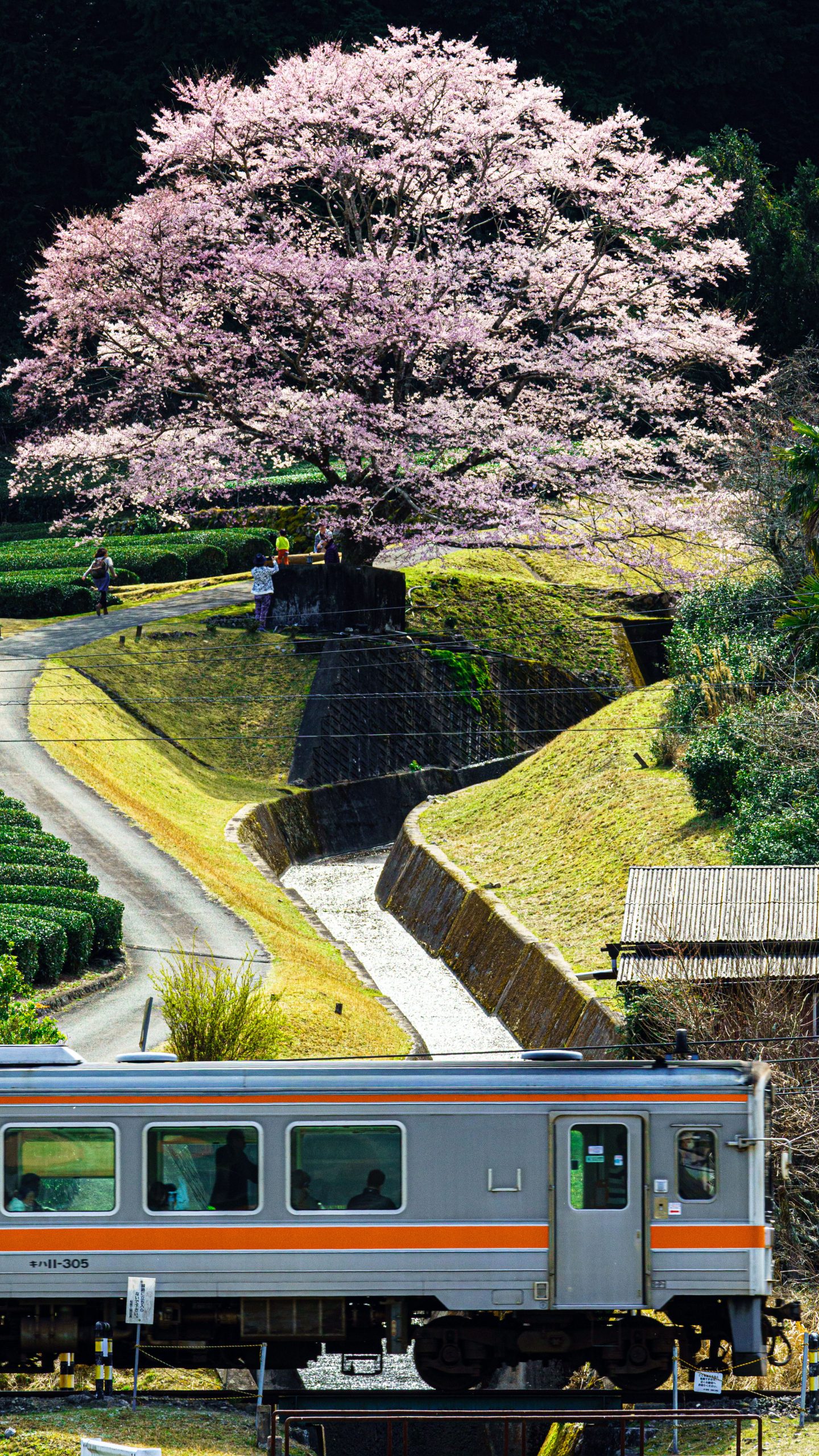 無料スマホ壁紙 薄墨桜と名松線。AndroidとiPhoneに対応した4K高画質の無料待ち受け画像。三重県津市の竹原の淡墨桜（薄墨桜）で撮影したフリー写真素材