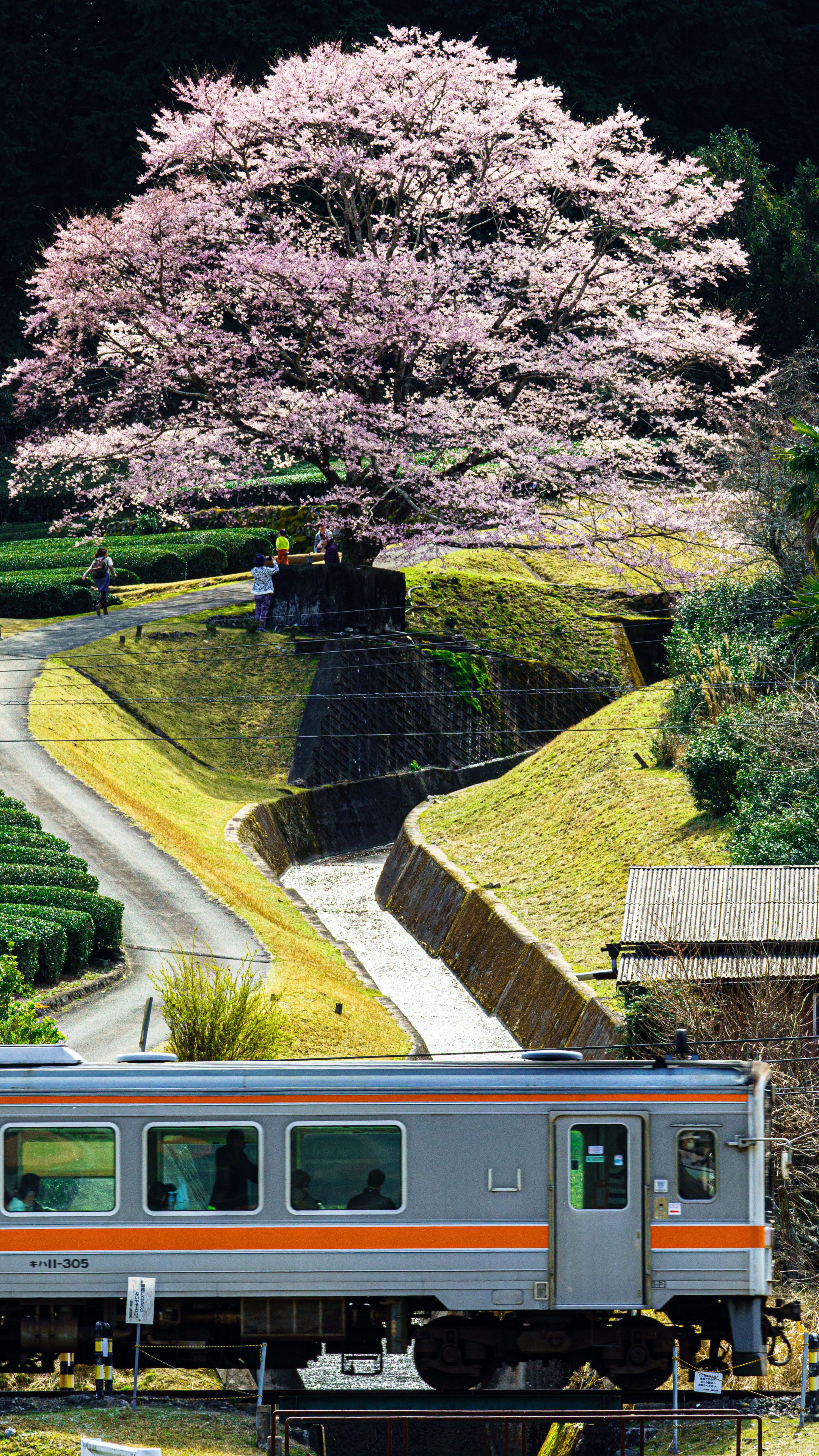 無料スマホ壁紙 薄墨桜と名松線。AndroidとiPhoneに対応した4K高画質の無料待ち受け画像。三重県津市の竹原の淡墨桜（薄墨桜）で撮影したフリー写真素材