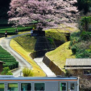 薄墨桜と名松線