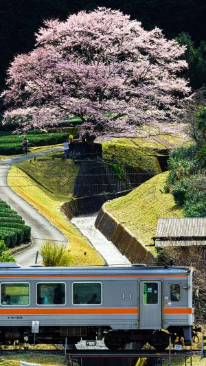 無料スマホ壁紙「薄墨桜と名松線」