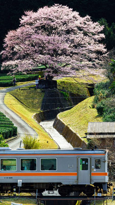 竹原の淡墨桜（薄墨桜）の写真「薄墨桜と名松線」
