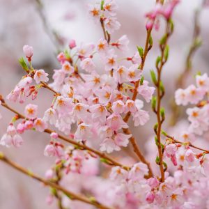 薄墨桜の花びら