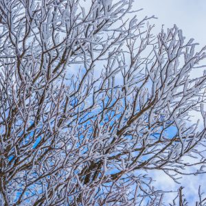 御在所ロープウエイの写真「樹氷と白銀の世界」