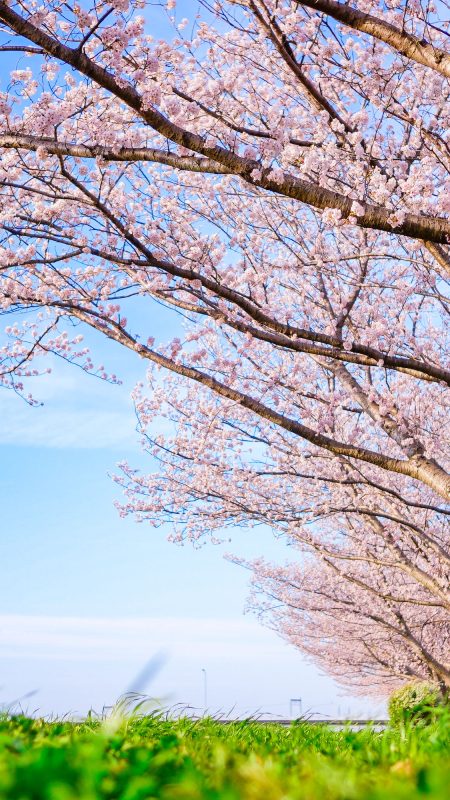 中村川桜づつみ公園の写真「春の青空と桜並木」