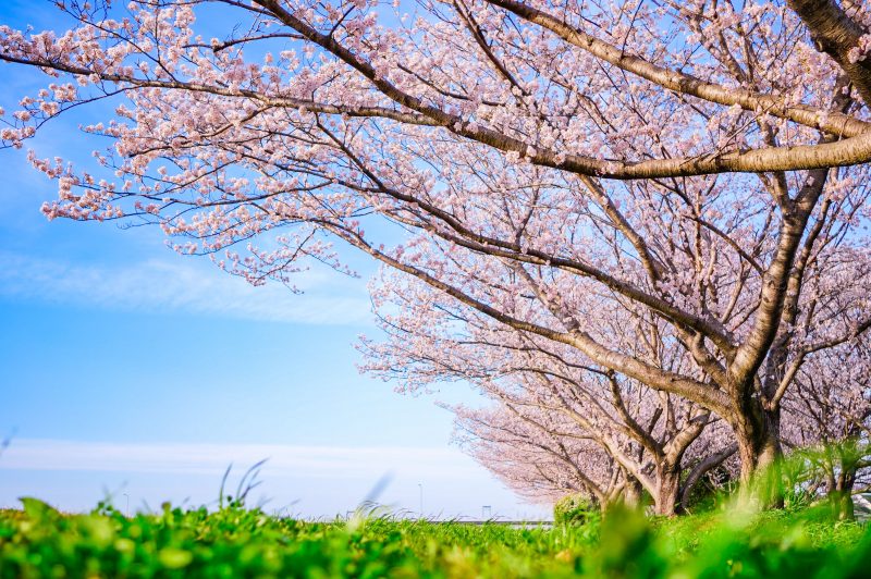 中村川桜づつみ公園の写真「春の青空と桜並木」