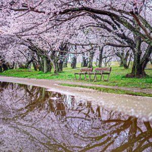 桜リフレクション