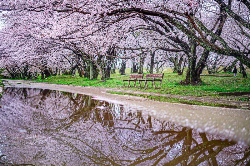 宮川堤の桜並木の写真「桜リフレクション」
