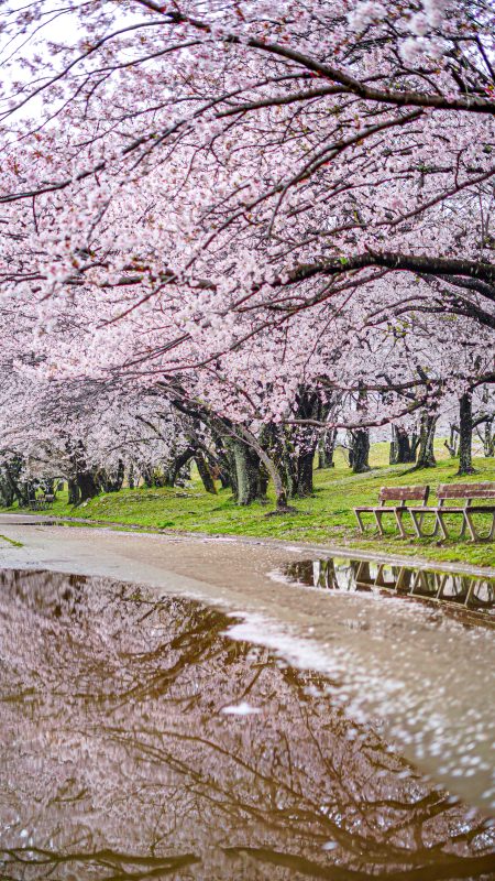 無料スマホ壁紙「雨でも美しい桜並木」
