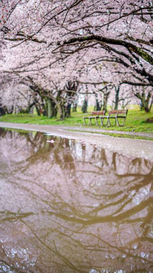 無料スマホ壁紙「水溜りに映る桜」