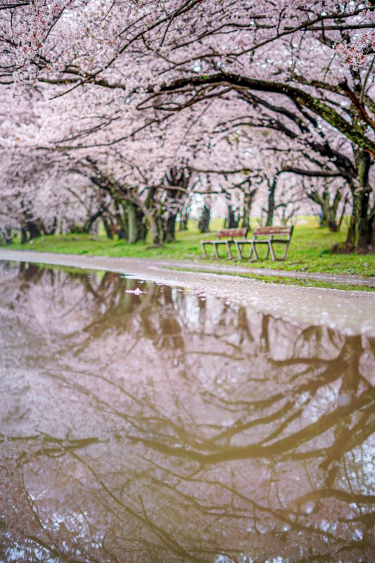 宮川堤の桜並木の写真「水溜りに映る桜」