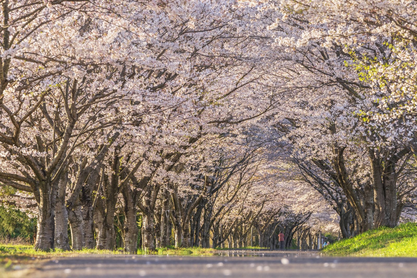北神山花街道の写真「夕暮れの桜トンネル」