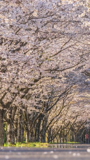 無料壁紙 夕暮れの桜トンネル。PCとデスクトップ壁紙に最適な4K高画質の無料壁紙。三重県津市の北神山花街道で撮影したフリー写真素材