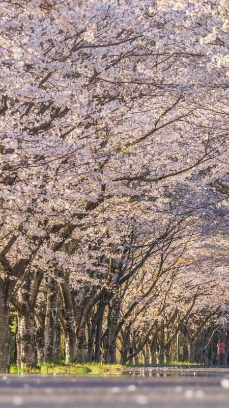 北神山花街道の写真「夕暮れの桜トンネル」