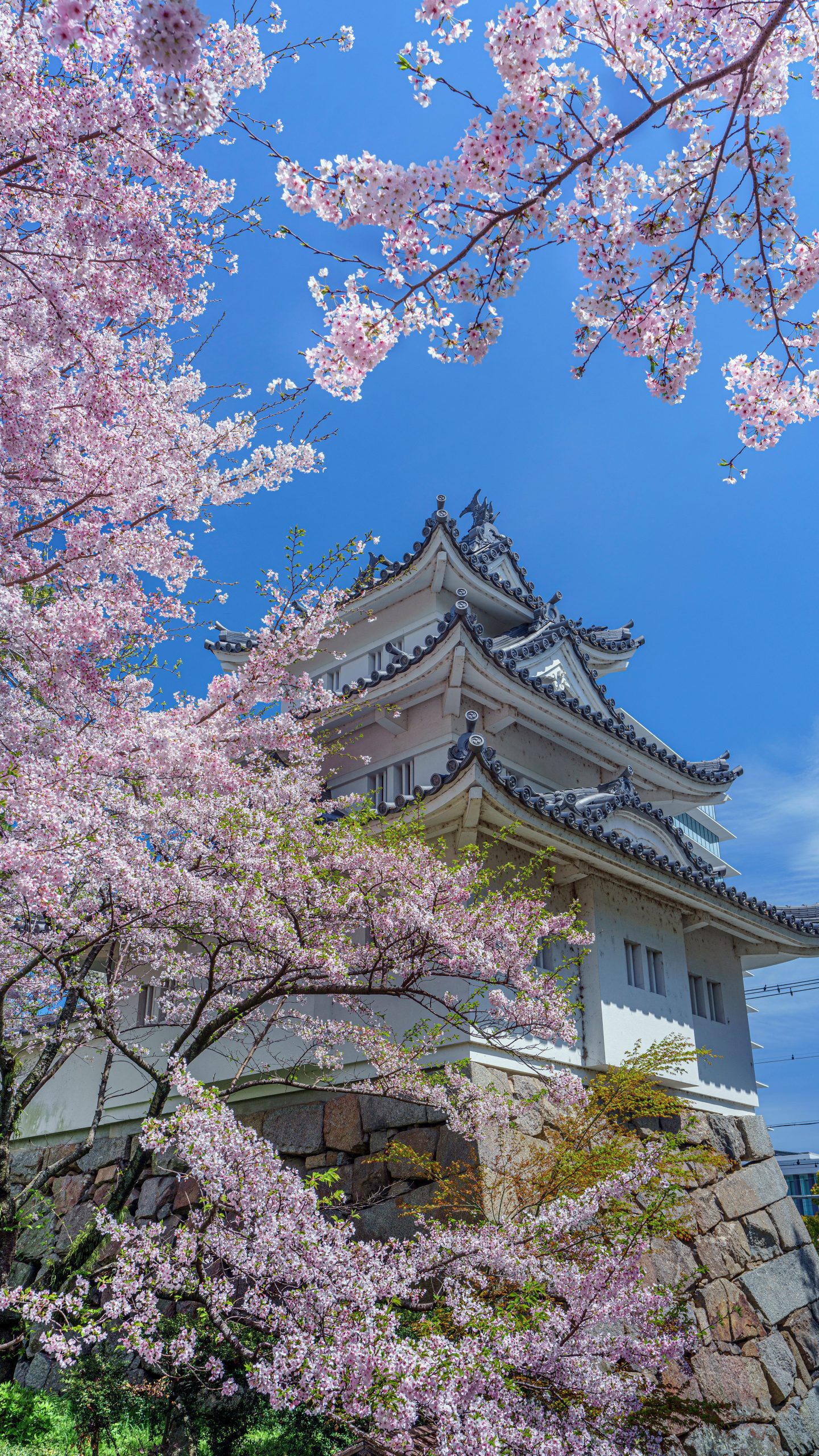 無料スマホ壁紙 桜に囲まれて。AndroidとiPhoneに対応した4K高画質の無料待ち受け画像。三重県津市の津城（お城公園）で撮影したフリー写真素材