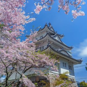 津城（お城公園）の写真「桜に囲まれて」