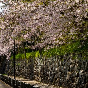 津城（お城公園）の写真「石垣と桜並木」