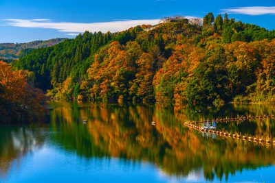 青蓮寺湖の写真「紅葉リフレクション」