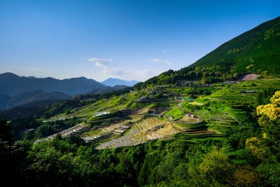 丸山千枚田の写真「丸山千枚田の全貌」