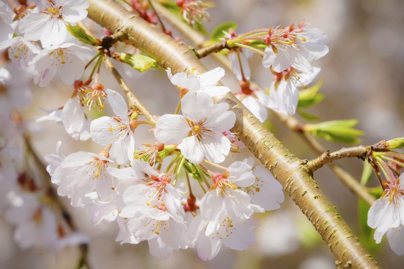 柏崎支所のしだれ桜の写真「樹齢１５０年の桜の花びら」