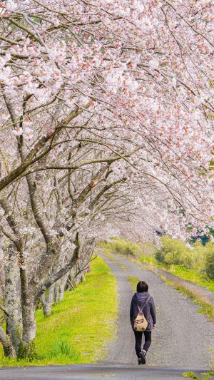 無料スマホ壁紙「桜並木を歩く」