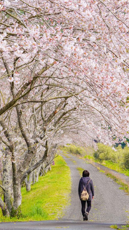 大内山川沿いの桜の写真「桜並木を歩く」