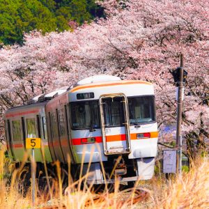 大内山川沿いの桜の写真「汽車と桜並木」