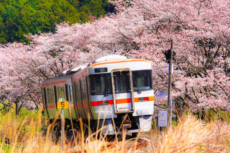 大内山川沿いの桜の写真「汽車と桜並木」