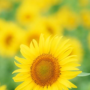 アスピア玉城の写真「黄金の開運ひまわり」